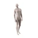 Lingerie mannequin, male, nude skin color mat, standing pose 53